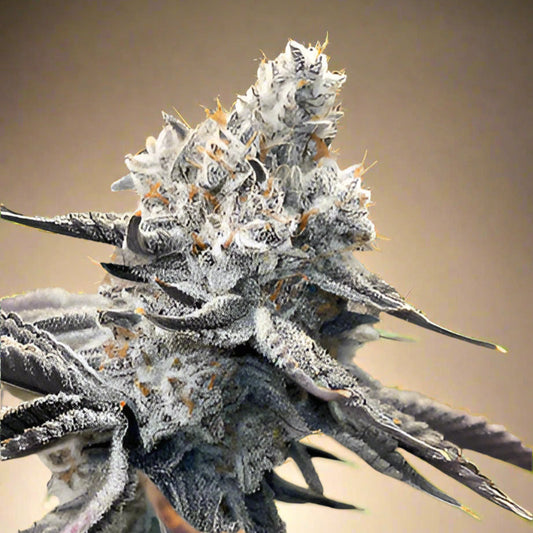 Cap Junky by Seed Junky Genetics