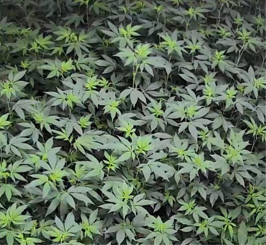 Home Grow Consultation Package